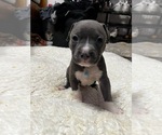 Puppy 3 Bullypit