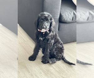 Bernedoodle Puppy for sale in LITTLE ROCK, AR, USA