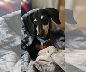 Dachshund Dogs for adoption in Fruitland, SC, USA