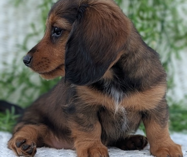 Medium Photo #10 Dachshund Puppy For Sale in GOSHEN, IN, USA