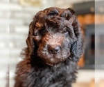 Small Photo #5 Bernedoodle Puppy For Sale in CHEYENNE, WY, USA