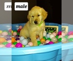 Small Photo #1 Golden Retriever Puppy For Sale in OKLAHOMA CITY, OK, USA