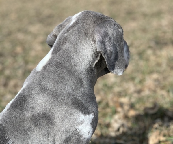Medium Photo #4 Great Dane Puppy For Sale in ROCKWELL CITY, IA, USA