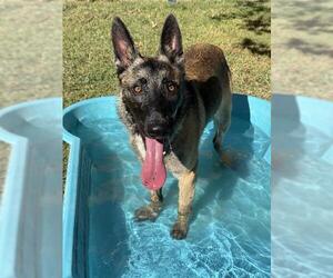 Mutt Dogs for adoption in Riverside, CA, USA