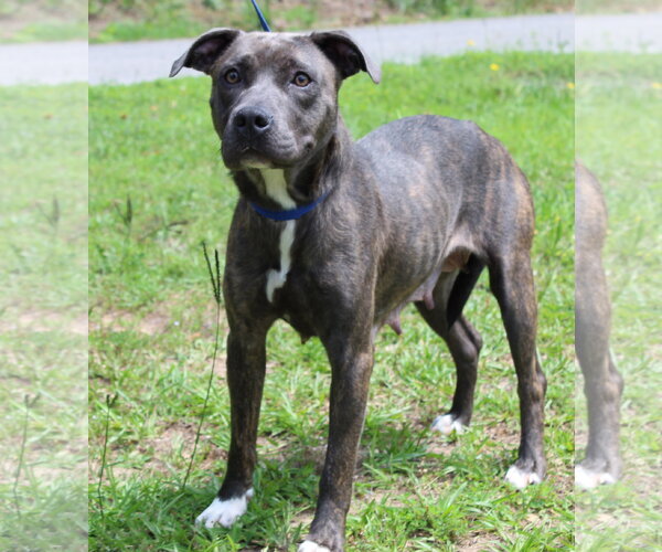 Medium Photo #2 Mutt Puppy For Sale in Prattville, AL, USA