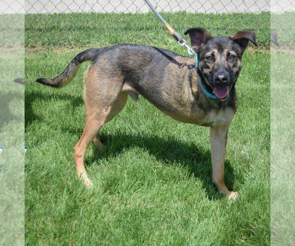 Medium Photo #2 German Shepherd Dog-Unknown Mix Puppy For Sale in Huntley, IL, USA
