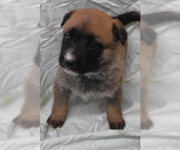 Medium Photo #1 Labrador Retriever-Unknown Mix Puppy For Sale in Thief River Falls, MN, USA