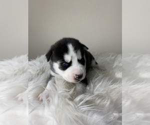 Siberian Husky Puppy for sale in LAS VEGAS, NV, USA