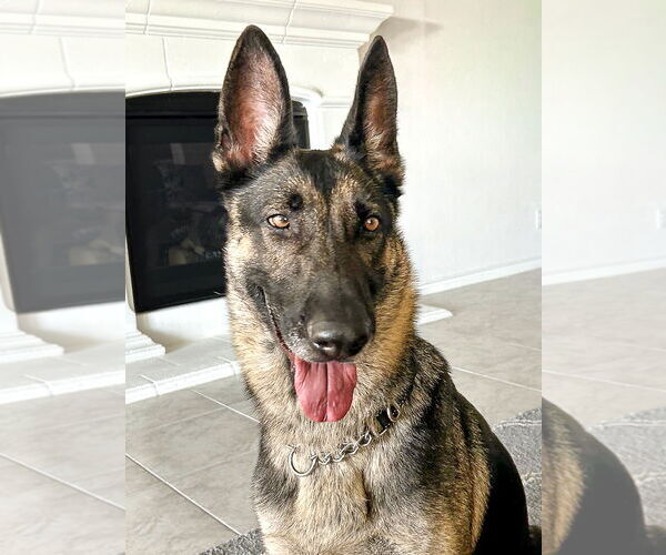 Medium Photo #2 German Shepherd Dog-Unknown Mix Puppy For Sale in McKinney, TX, USA