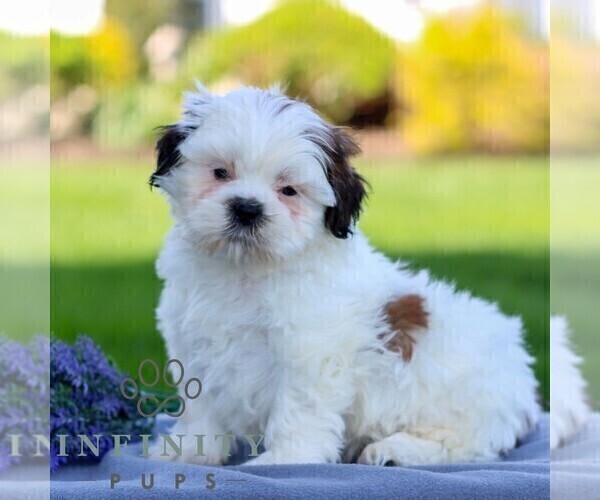 Medium Photo #4 Shih Tzu Puppy For Sale in GORDONVILLE, PA, USA