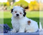 Small #3 Shih Tzu