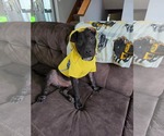Small #2 American Pit Bull Terrier Mix
