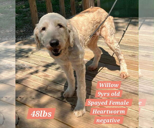 Medium Photo #3 Labradoodle Puppy For Sale in Columbus, IN, USA