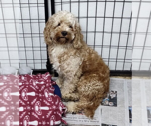 Medium Photo #1 Cock-A-Poo-Cocker Spaniel Mix Puppy For Sale in Mukwonago, WI, USA