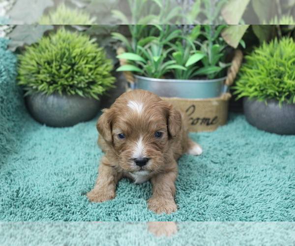 Medium Photo #2 Cavapoo (Miniature) Puppy For Sale in CARLISLE, KY, USA