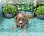Small #1 Cavapoo (Miniature)