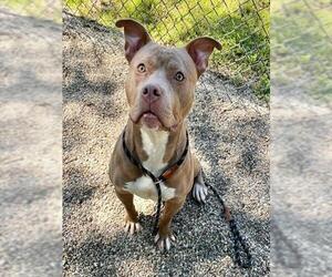 Mutt Dogs for adoption in Peoria, IL, USA