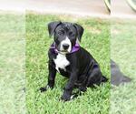 Small #2 American Pit Bull Terrier-Labrador Retriever Mix