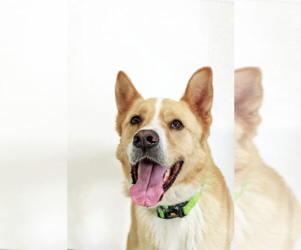 Medium Photo #4 Mutt Puppy For Sale in The Woodlands, TX, USA