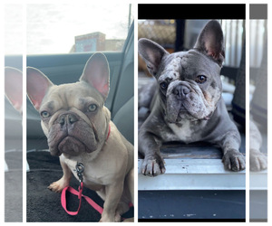 French Bulldog Puppy for sale in HOFFMAN EST, IL, USA