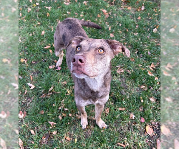 Medium Photo #1 Catahoula Leopard Dog-Unknown Mix Puppy For Sale in Brooklyn Center, MN, USA
