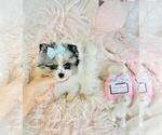 Small #20 Pomeranian