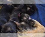 Small Photo #18 German Shepherd Dog-Siberian Husky Mix Puppy For Sale in LOS GATOS, CA, USA