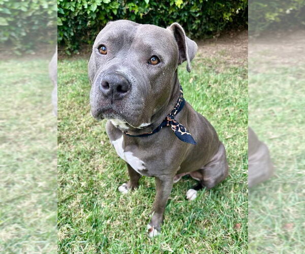 Medium Photo #2 American Staffordshire Terrier-Unknown Mix Puppy For Sale in Redlands, CA, USA