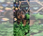 Small Photo #11 Yorkshire Terrier Puppy For Sale in AKRON, OH, USA