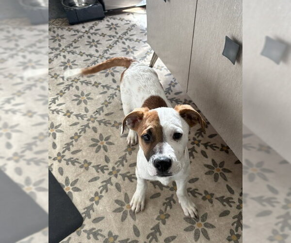 Medium Photo #5 Mutt Puppy For Sale in Sandy, UT, USA