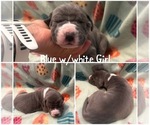 Puppy Blue and white Great Dane