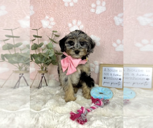 Medium Photo #2 Bernedoodle (Miniature) Puppy For Sale in NOBLESVILLE, IN, USA