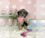 Small #1 Bernedoodle (Miniature)