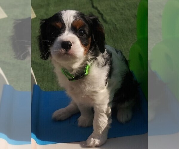 Medium Photo #3 Cavalier King Charles Spaniel Puppy For Sale in HOWLAND, OH, USA