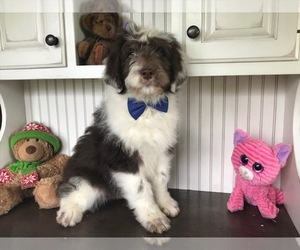 Aussiedoodle Puppy for sale in HONEY BROOK, PA, USA