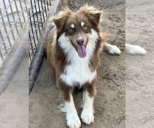 Father of the Miniature Australian Shepherd puppies born on 12/24/2024