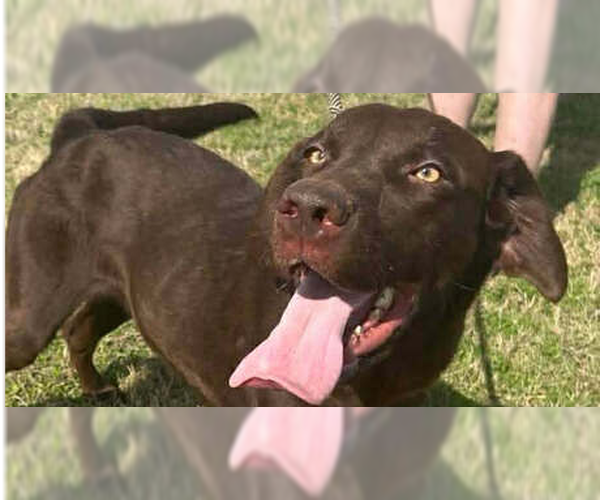 Medium Photo #4 Labrador Retriever-Unknown Mix Puppy For Sale in Abbeville, LA, USA