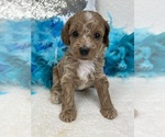 Small Photo #16 Poodle (Miniature) Puppy For Sale in BULLARD, TX, USA