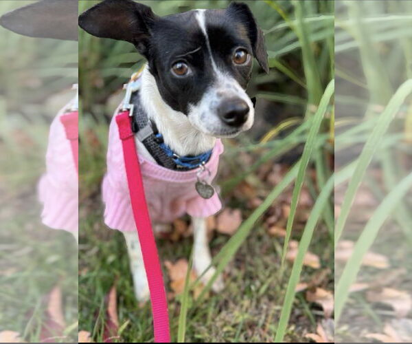 Medium Photo #1 Rat Terrier Puppy For Sale in Oakhurst, NJ, USA