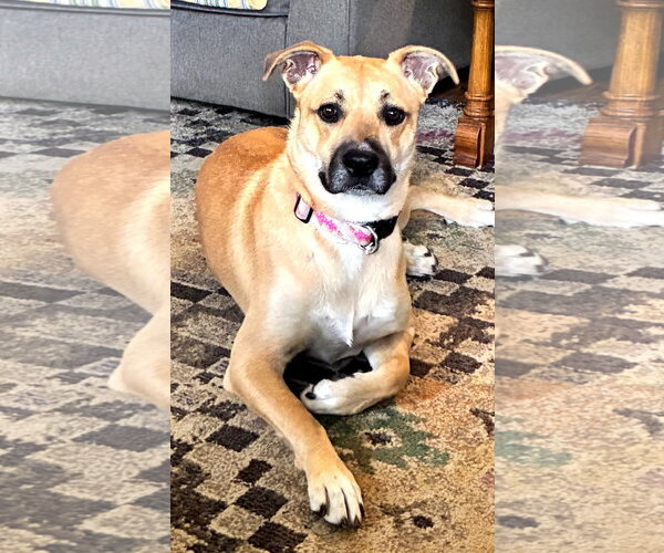 Medium Photo #1 Boxer-Unknown Mix Puppy For Sale in Burnsville, MN, USA