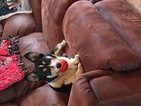 Small Photo #1 Pembroke Welsh Corgi Puppy For Sale in GREAT BEND, KS, USA