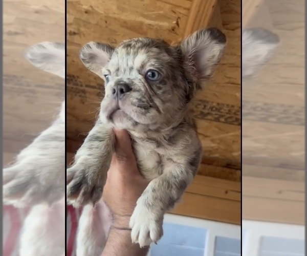 Medium Photo #20 English Bulldog Puppy For Sale in LITITZ, PA, USA