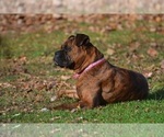 Small Photo #4 Boxer Puppy For Sale in ORRVILLE, OH, USA