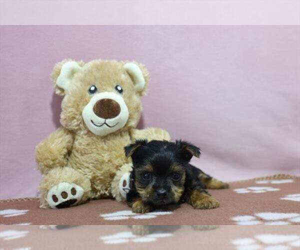 Medium Photo #13 Yorkshire Terrier Puppy For Sale in VERO BEACH, FL, USA
