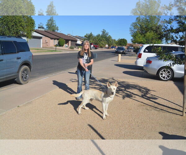 Medium Photo #4 - Mix Puppy For Sale in Phoenix, AZ, USA