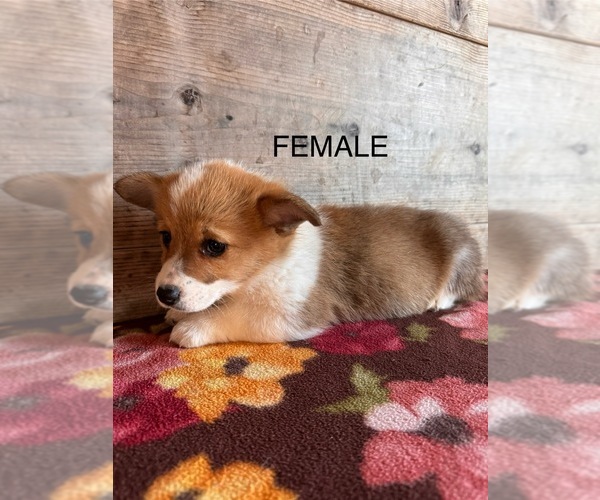 Medium Photo #3 Pembroke Welsh Corgi Puppy For Sale in VERMONTVILLE, MI, USA