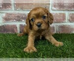 Small #3 Cavalier King Charles Spaniel