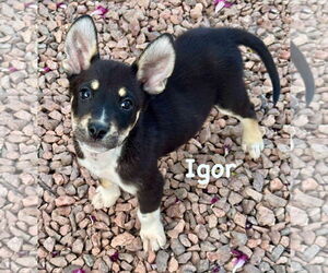 Australian Shepherd-Catahoula Leopard Dog Mix Dogs for adoption in Cave Creek, AZ, USA