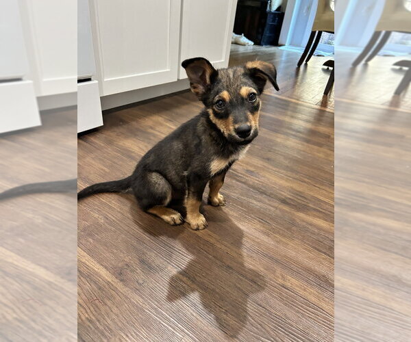 Medium Photo #6 German Shepherd Dog-Unknown Mix Puppy For Sale in Brewster, NY, USA
