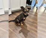 Small #5 German Shepherd Dog Mix